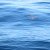 Animales Marinos &raquo; Tortugas marinas